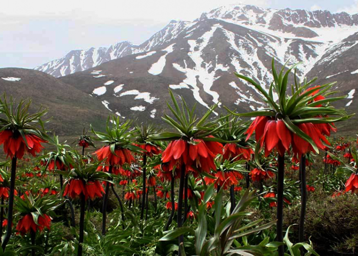 Iran Nomads Tour- Experience nomadic life and travel with them