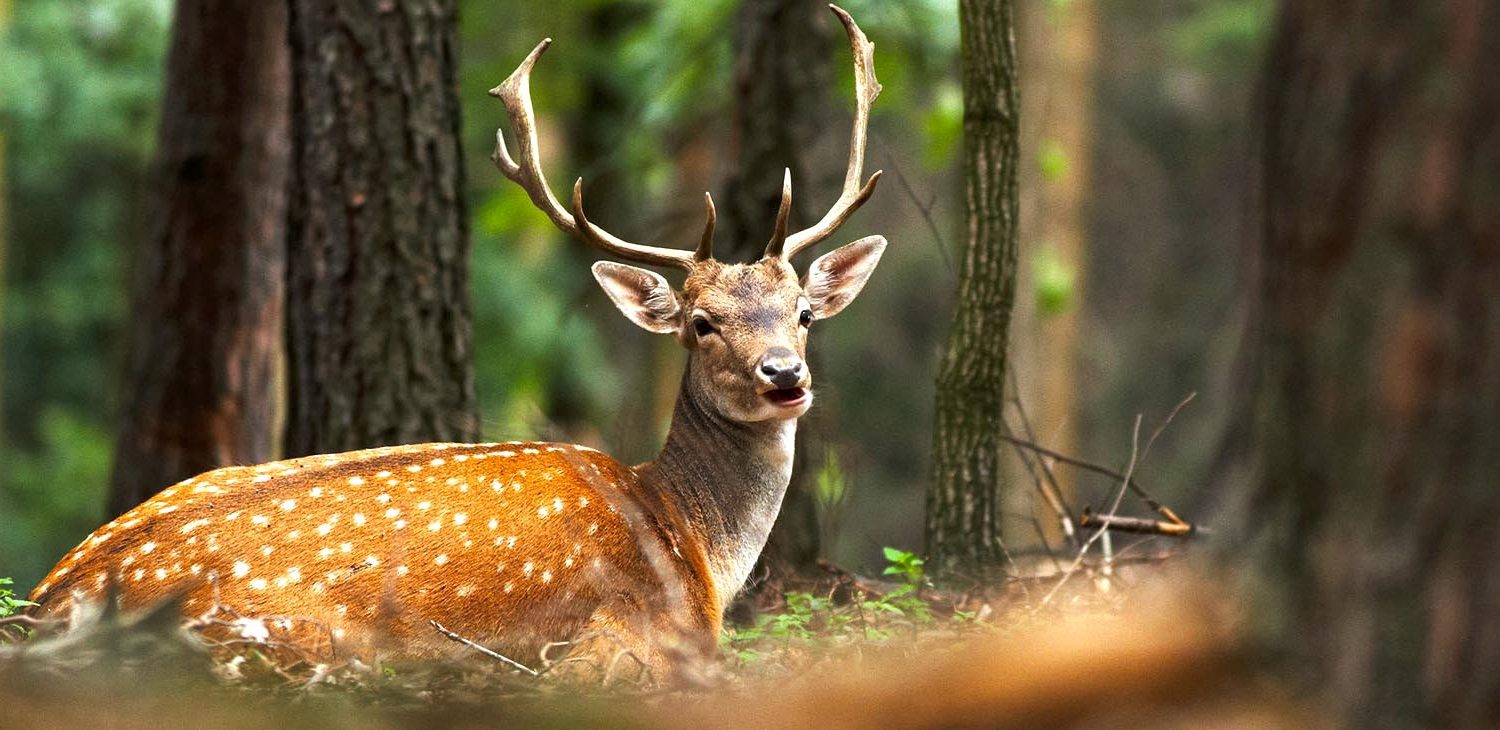 Golestan national park- travelartin.com